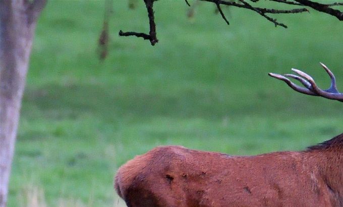 cerf élaphe qui brame