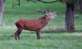 cerf élaphe
