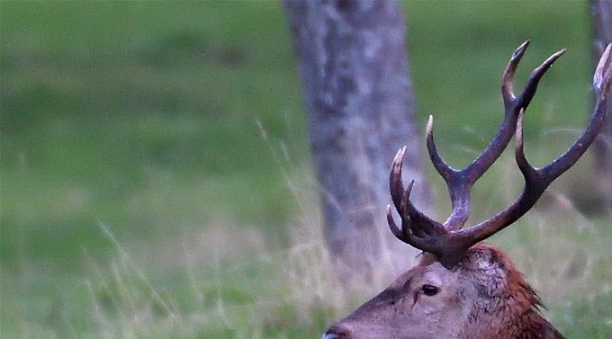cerf élaphe