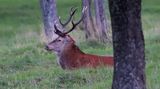 cerf élaphe