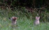 jeunes chats forestiers 28 07 2023 (1)