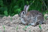 lapin de garenne 13 05 2024