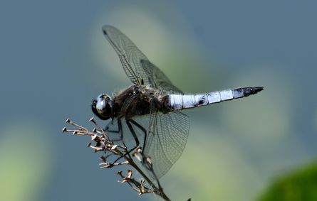 libellule 14 05 2025