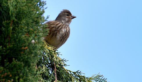 linotte mélodieuse femelle 15 04 2025 (2)