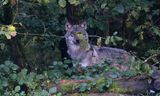 loup gris 1410 2024 (2)  Silz