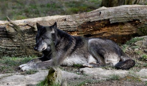 loup noir Ste croix  21 02 2025