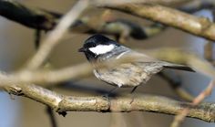 mésange noire 06 01 2025 (2)