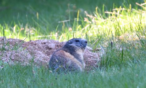 marmotte 10 05 2025 (1)