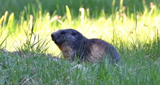 marmotte 10 05 2025 (2)