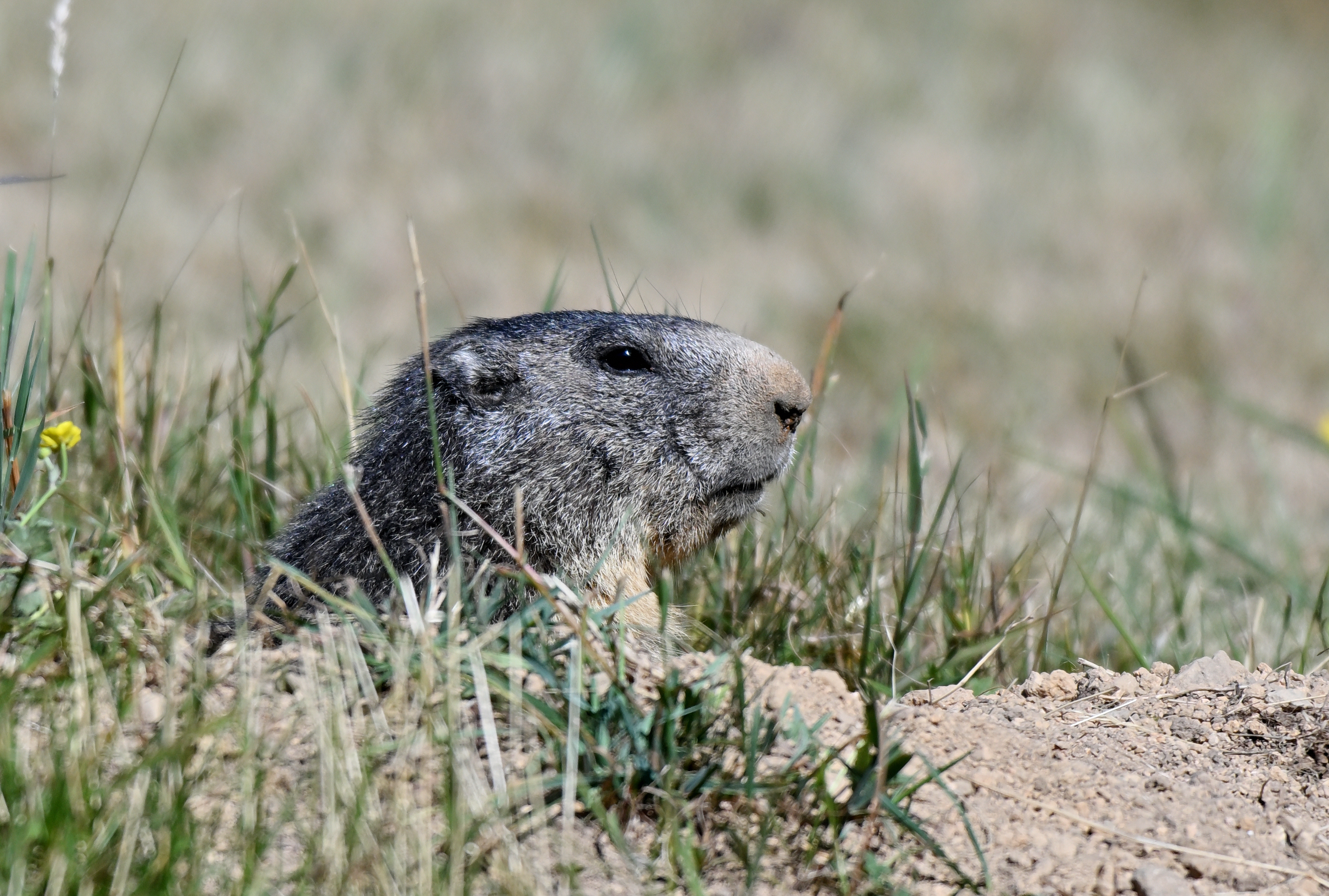 marmotte 29 07 2026