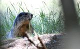 marmottes 11 08 2024 (3)