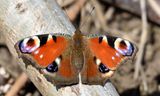 papillon 02 04 2024