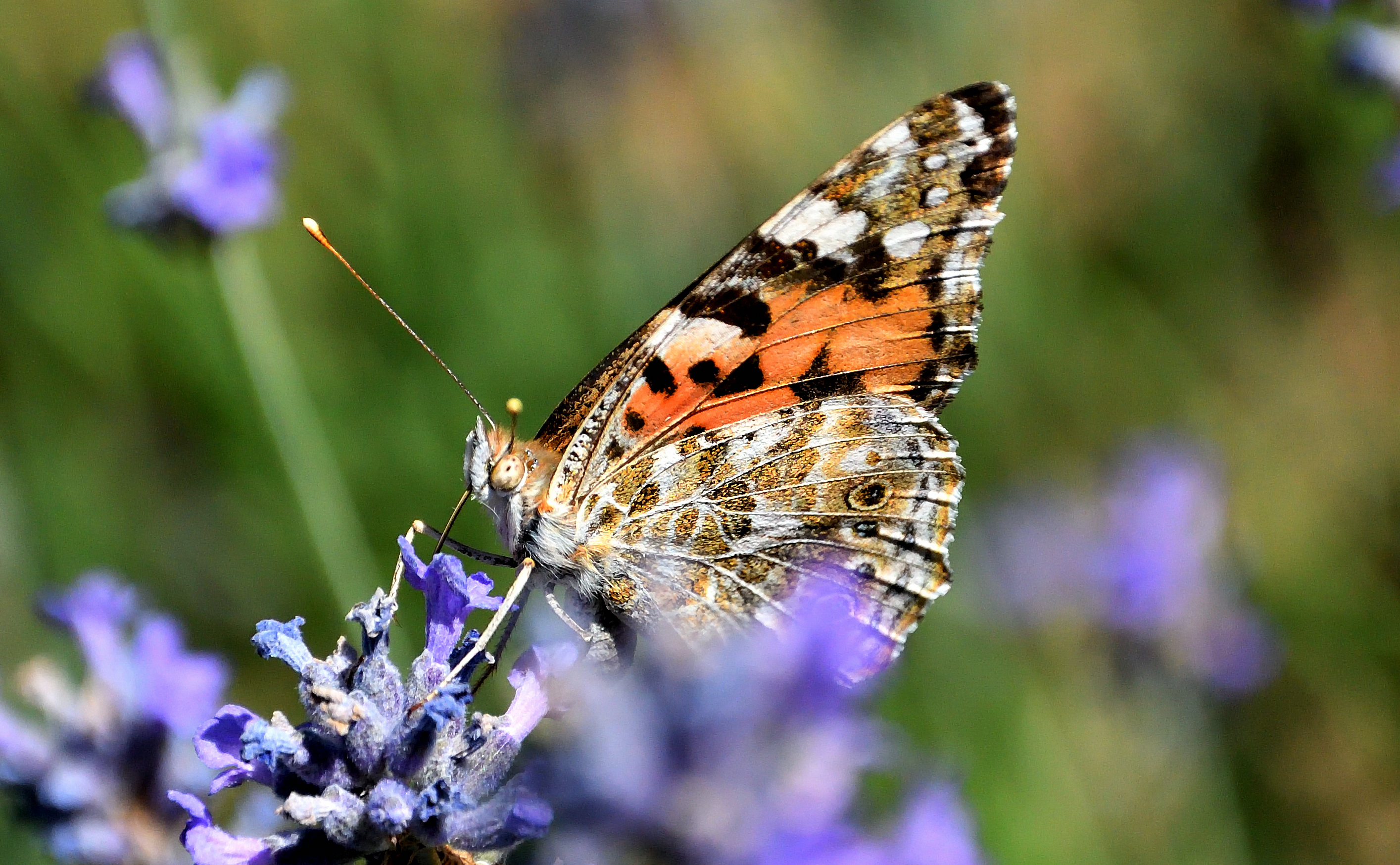 papillon 24 06 2026 (2)