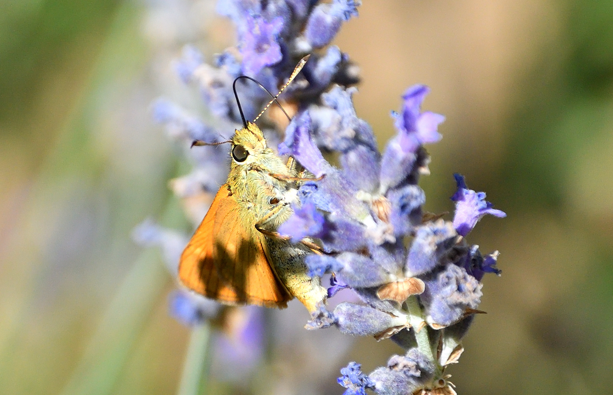 papillon 25 06 2026