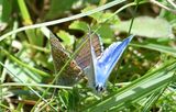 papillons 22 05 2025