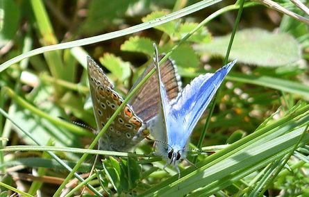 papillons 22 05 2025
