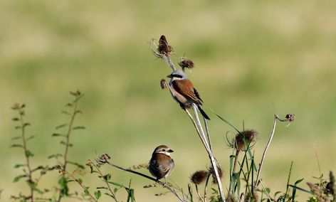 pies grièches écorcheur 24 05 2025