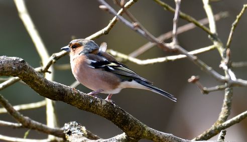 pinson des arbres mâle 17 03 2025