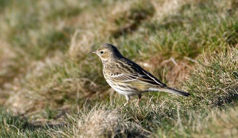 pipit farlouse 05 04 25