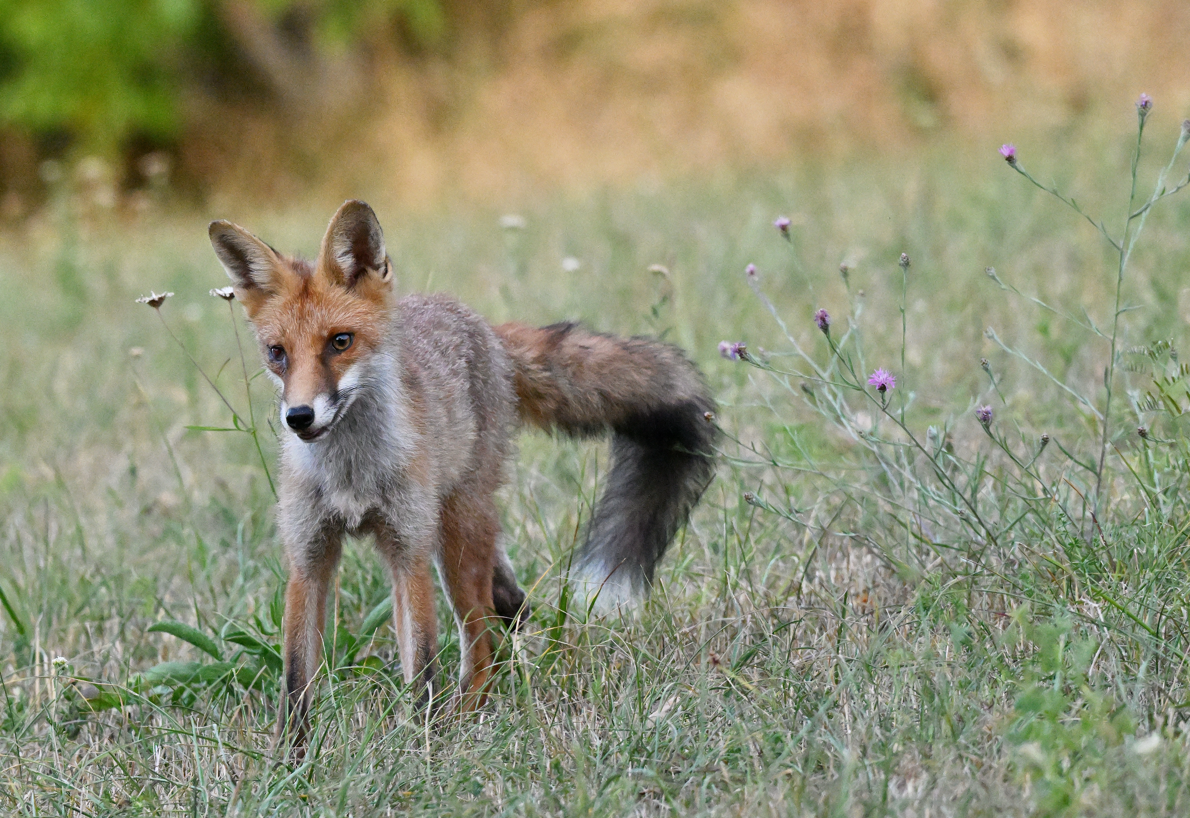 renard 09 08 2026 (1)