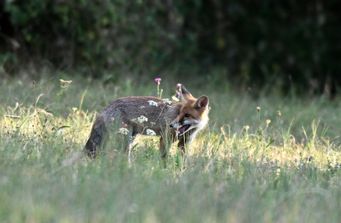 renard 10 08 2026 (1)