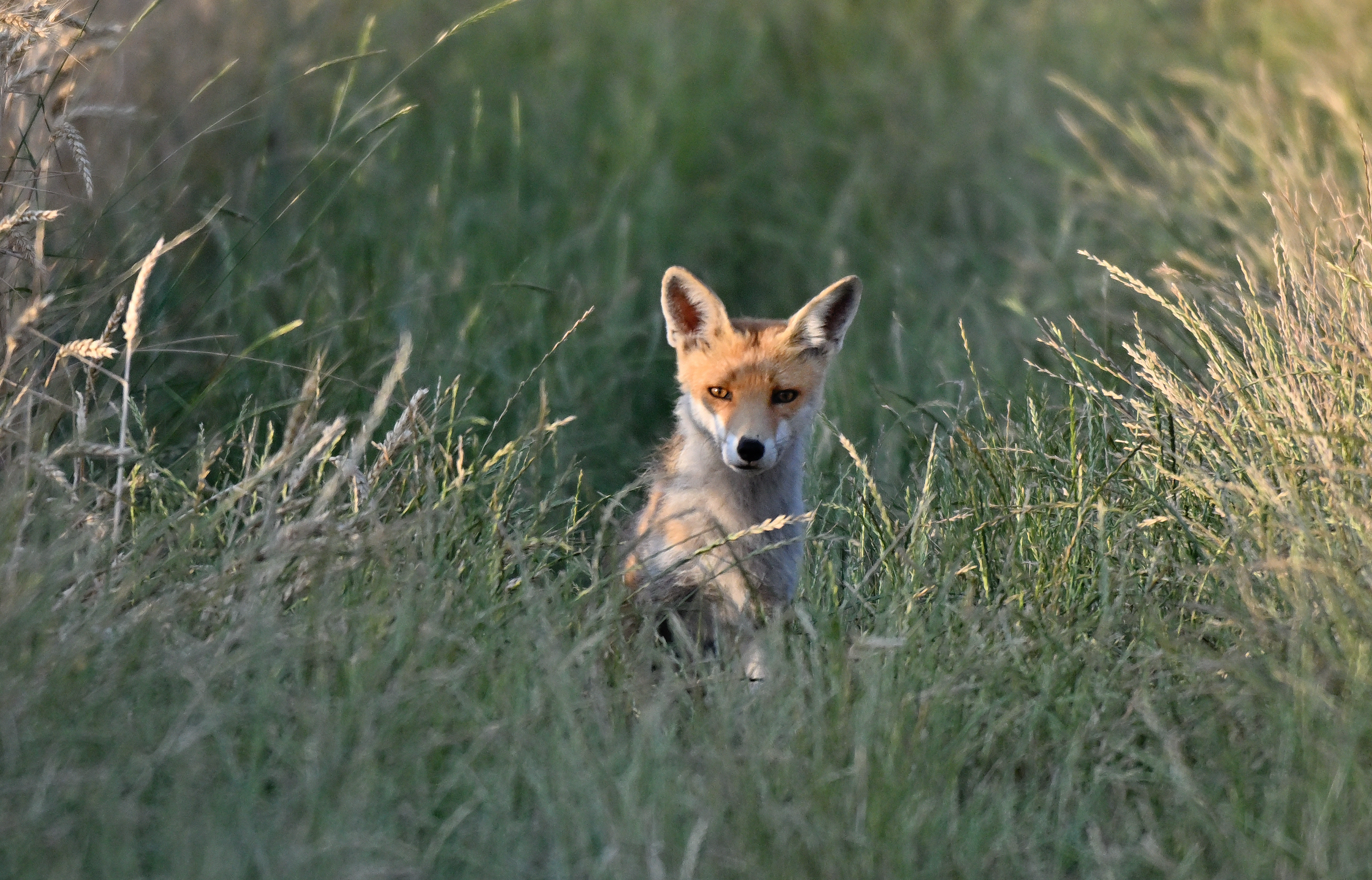 renard roux (jeune)27 06 2026 (2)