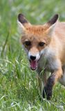 renard roux 01 08 2023 (2)