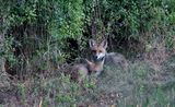 renard roux 06 07 2023 (1)