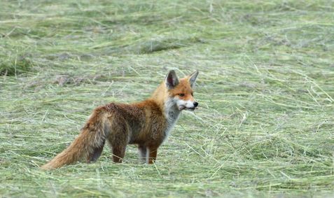 renard roux 15 05 2025 (2)