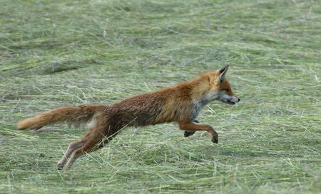 renard roux 15 05 2025 (3)