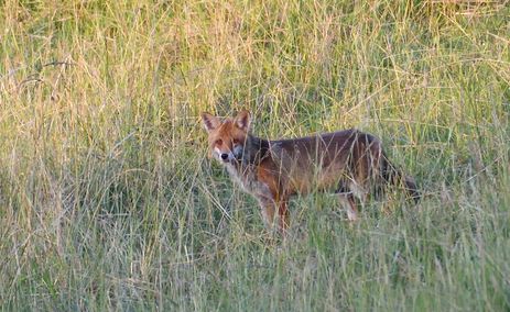 renard roux 17 06 2025 - Copie