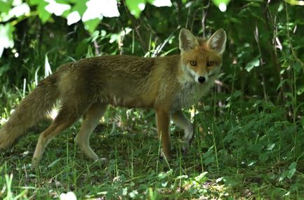 renard roux 23 05 2025