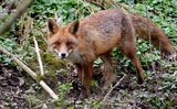 renard roux 25 03 2025