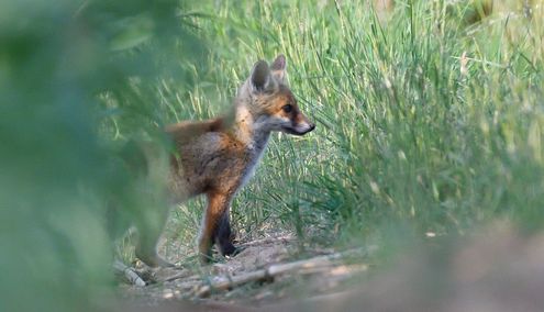 renardeau 12 06 2025 (3)