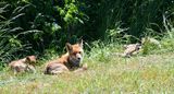 renards en famille 07 05 2024