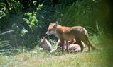 renards en famille 07 05 2025  a