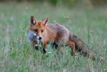 renatrd roux 07 08 2026