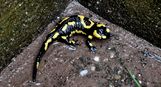 salamandre tachetée 17 03 2024 (1)