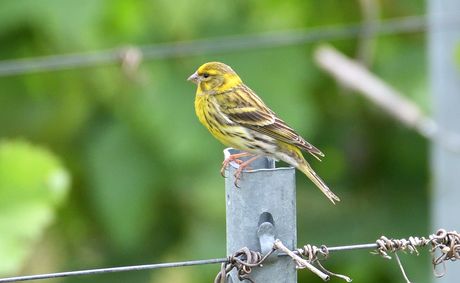 serin cini 05 06 2025