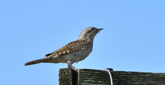 torcol fourmilier 19 06 2026 (1)