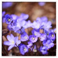 Blomst blåveis kalvøya vår Bok 2