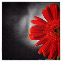 Blomst gerbera shv macro