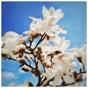 Blomst magnolia bok 4