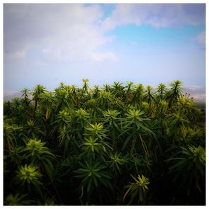 Gran Canaria plante grønn blomst e
