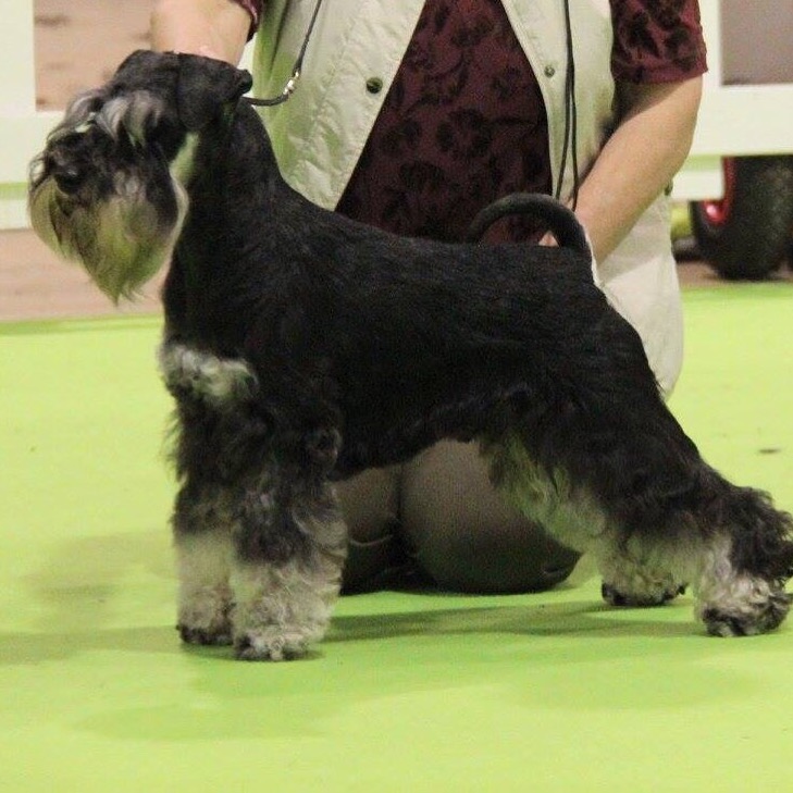 ENZO