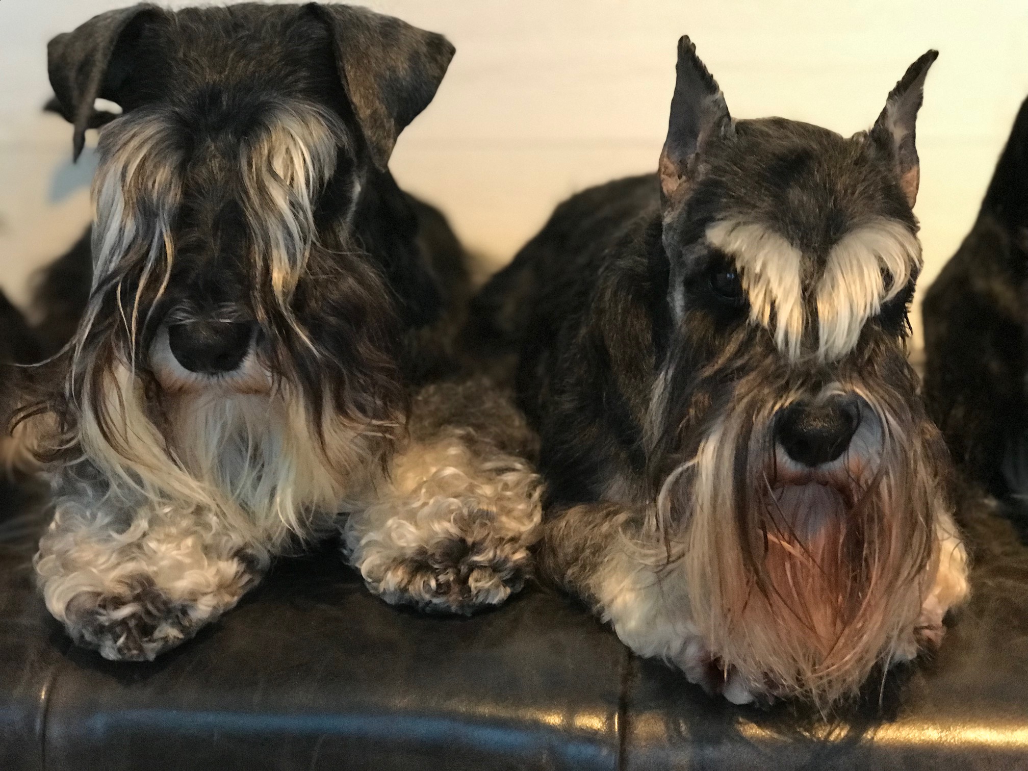 ENZO OCH JESSIE
