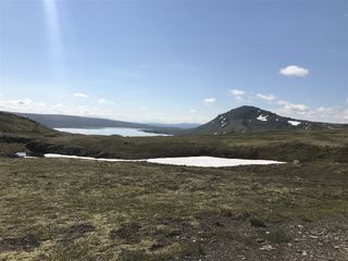 Forellhogna