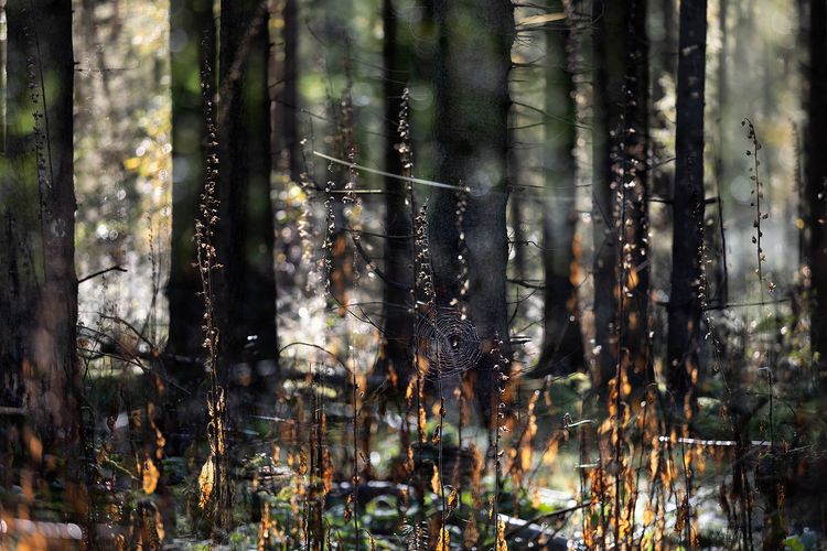 verdorde blaadjes en bomen