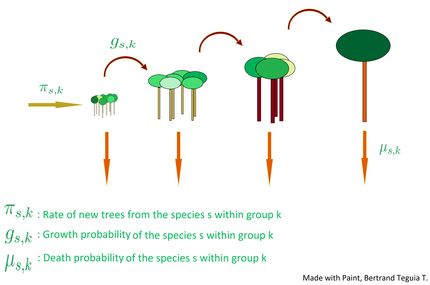 Modeling of forest dynamic processes