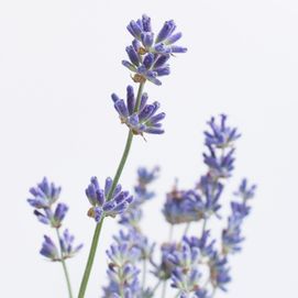 Lavendel